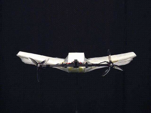 flying_squirrel
